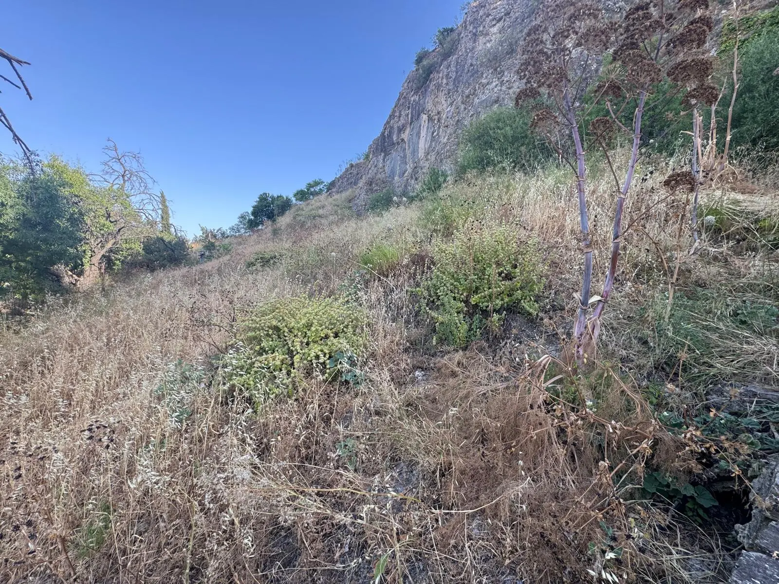 Resultado antes y después de desbroce y mantenimiento de jardín - Antes